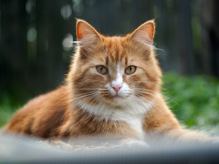 The big, red, fluffy cat. Nature, green grass, summer. Portrait of a luxury cat 