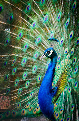Fototapeta premium beautiful peacock