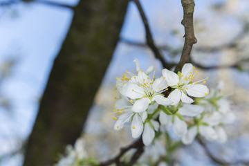 White flowers plums on the tree