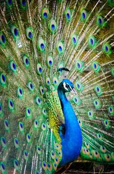 Fototapeta beautiful peacock