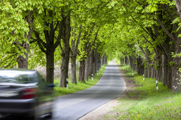 Allee in der Uckermark, Brandenburg