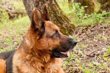 profil de berger allemand senior