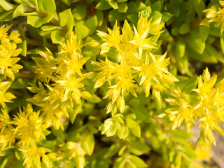 Sedum flowers