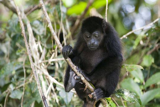 Mono congo (Alouatta palliata)