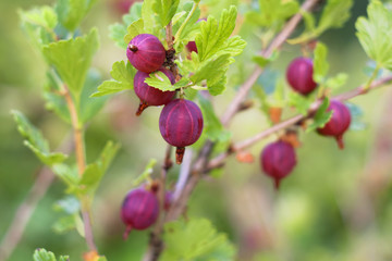 Ripe Gooseberry with berries dark purple