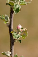 bourgeon de fleurs de pommier