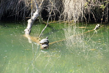 tortue hors de l eau