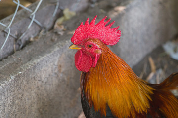 close up portrait of bantam chicken, poultry