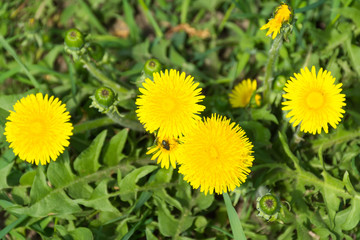 fly pollinating flower dandelion