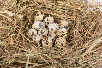 Quail eggs in nest