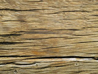 Fototapeta premium Old oak wood from Wendland, Germany, Europe