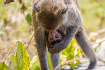 Cute monkeys A cute monkey lives in a natural forest of Thailand