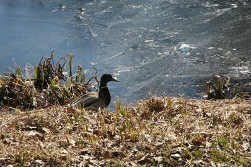 Drake in the spring