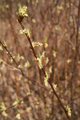 Blossoming buds