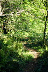 Fototapeta premium Pathway in a green park