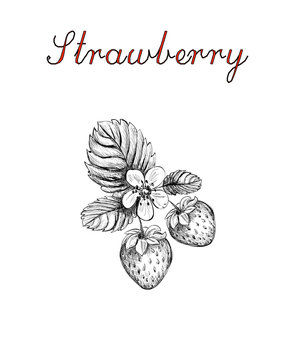 Step by step illustration of a Wild Strawberry - Lizzie Harper