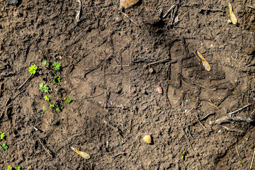 Sprout on the ground
