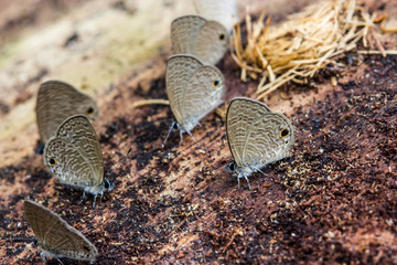 cute butterfly on nature background