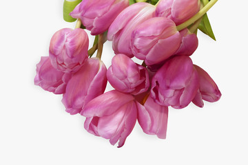 Pink tulips isolated on a white background with clipping path and shadow..