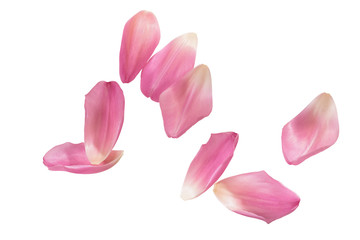 Obraz na płótnie Canvas Pink tulip petals on white background with clipping path