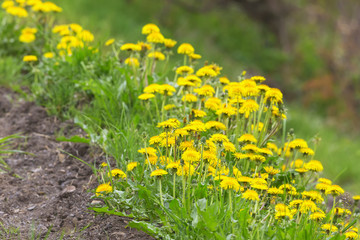 Flowering dandelions