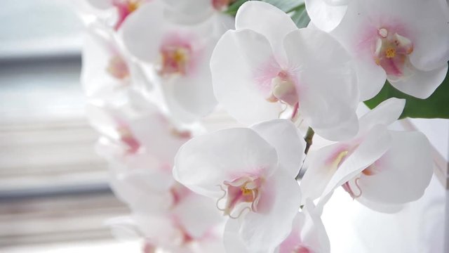 Tender white orchids on a wedding ceremony outdoors