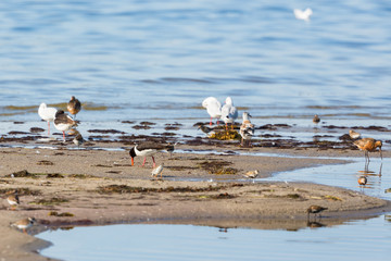 Shorebirds