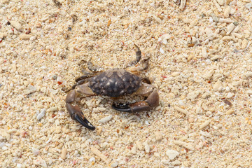 Crab on the beach at Bamboo island,Thailand.