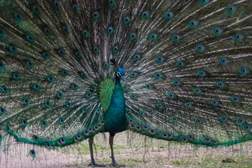 Fotobehang A cute peacock dancing © nawin