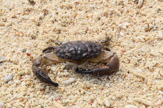 Crab on the beach at Bamboo island,Thailand.