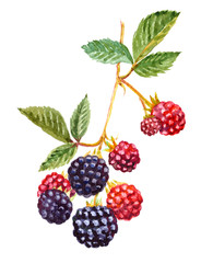 A branch of blackberry - watercolor painting. Black and red berries with leaves. Isolated on white background.