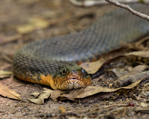 Plain-bellied Water Snake Close Up in Dried Leaves