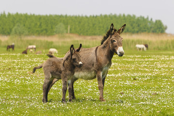 Moeder en baby ezels