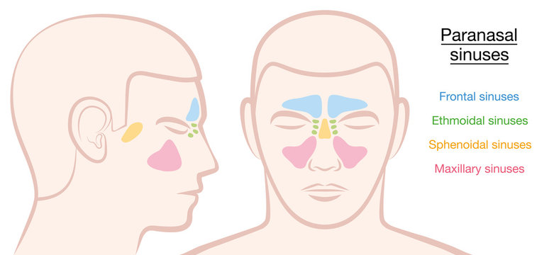 Paranasal sinuses on a male face in different colors - frontal, ethmoidal, sphenoidal and maxillary sinuses. Isolated vector illustration on white background.