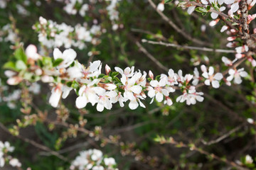 a small flowering cherry