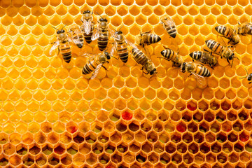 closeup of bees on honeycomb in apiary