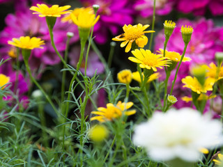 Yellow flower background