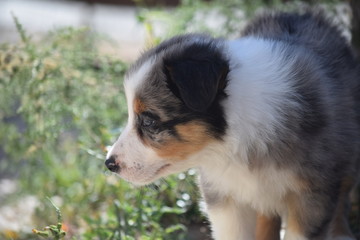 Obraz premium Chiot border collie 