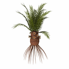 Obraz premium Cycadeoidea gigantea Plant - Cycadales, but mostly Cycadeoideae were so abundant during the Jurassic period that Jurassic is often called the “Cycads age”.