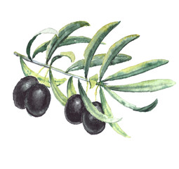 Obraz premium Watercolor realistic paintings - Ripe black olives branch with leaves. Isolated on white background.