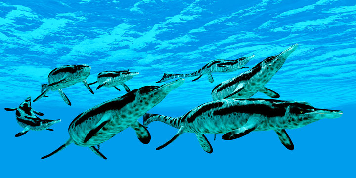 Cymbospondylus Marine Reptiles - Cymbospondylus ichthyosaurs swim together in a pod searching for prey in a Triassic ocean.