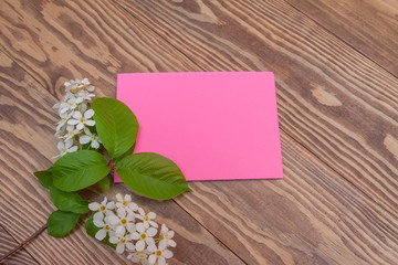 Naklejka na ściany i meble branch of blooming bird-cherry tree. Pink greeting card, blank 