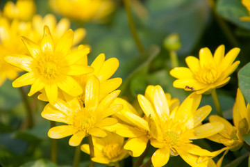 ficaria verna yellow spring flowers as a background