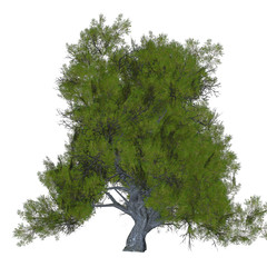 Juniper Tree - Junipers are coniferous plants in the genus Juniperus of the cypress family Cupressaceae.