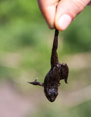 small lake frog holding a baby fingers