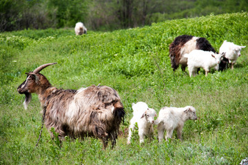 Obraz premium goatlings with goat are grazing on grass in the village