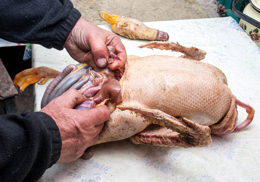 man pulls out insides the goose duck or turkey guts