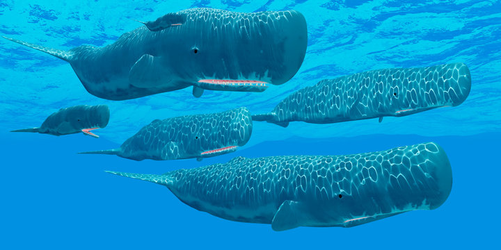 Ocean Sperm Whales - A pod of sperm whales swim together resting in between making deep dives for squid prey.