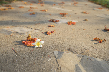 flower on walkway in park