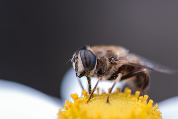 A macro shot of a bee eating pollen